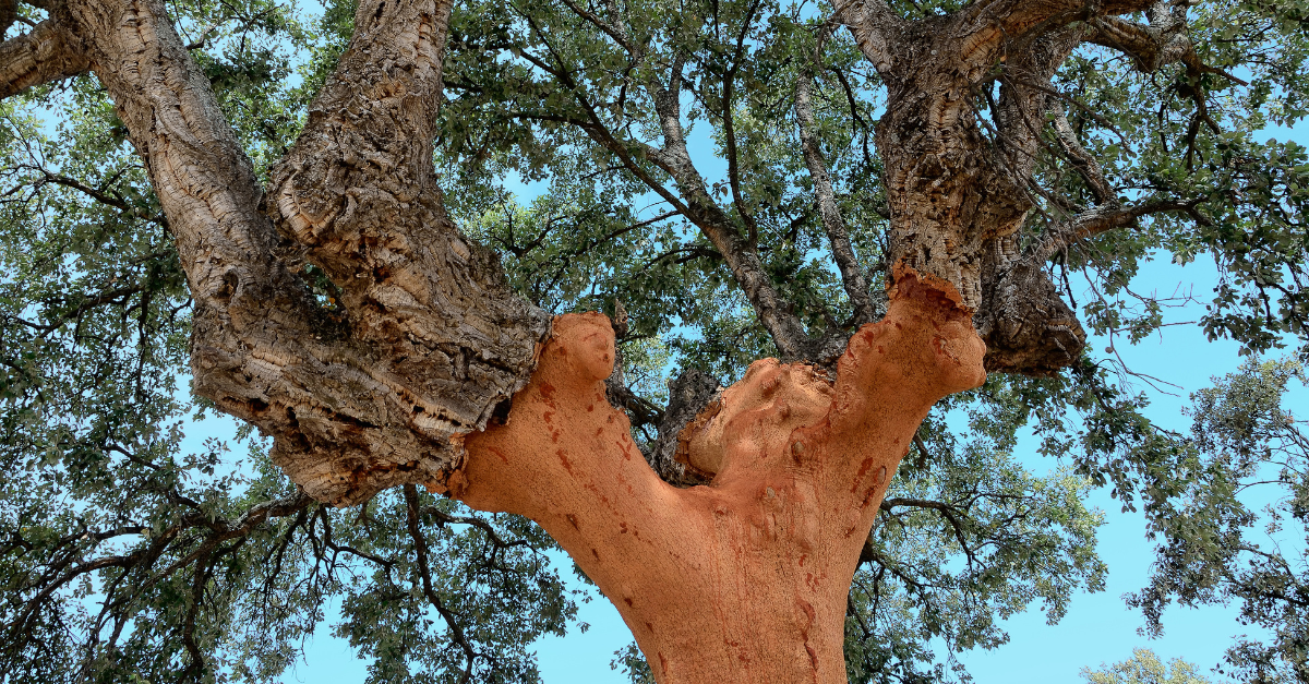 The tree that keeps its skin